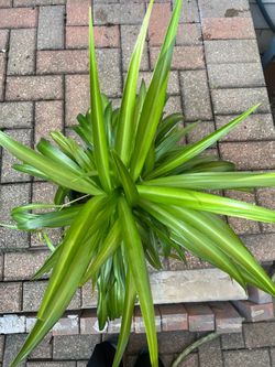 Plant