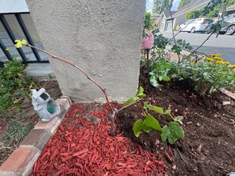 Healthy Grape tree