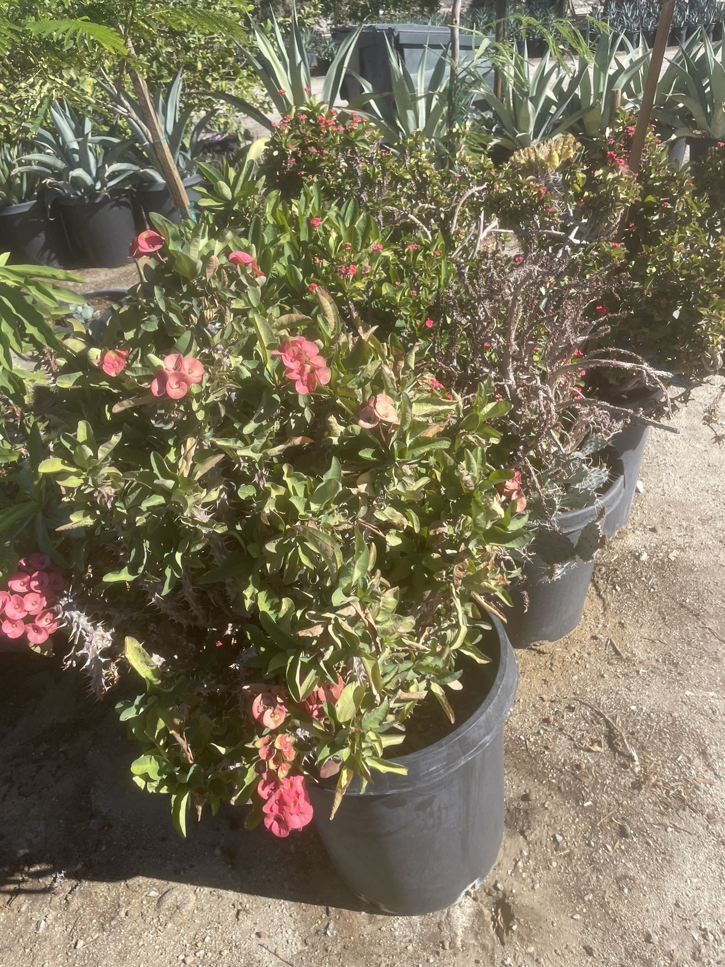 Crown Of Thorns 5gallon And 15gallon