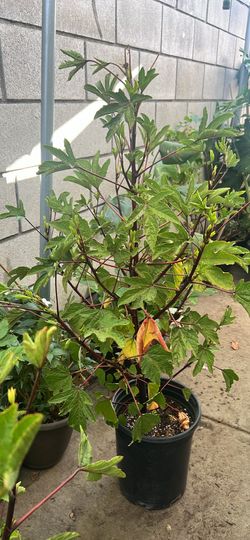 Plant For Sale