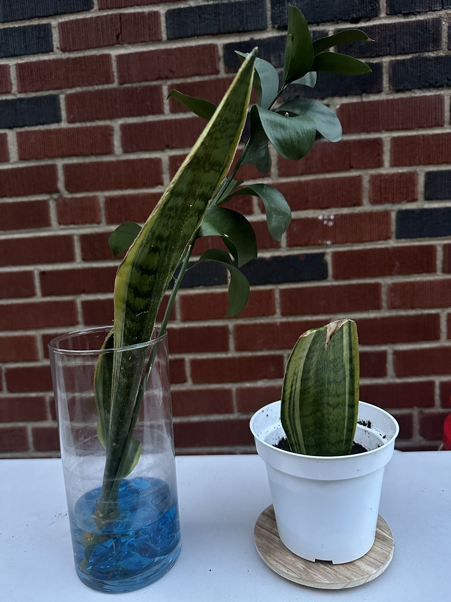 Plants