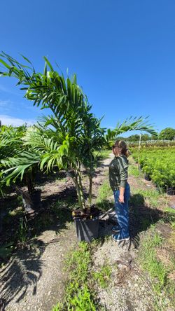 Spectacular Christmas Palms 7 feet Tall.  Adonidias Plants