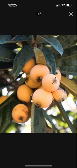 Very large Loquat trees (nispero)