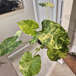 Alocasia Odora Aurea