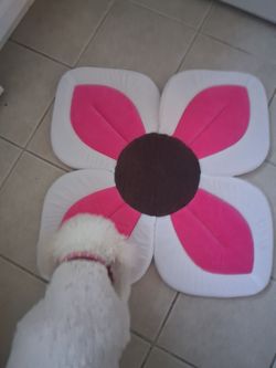 Carpet