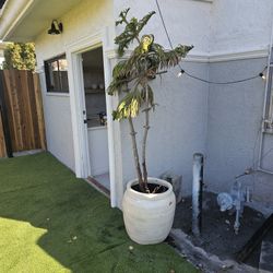 Plant And Pot $100