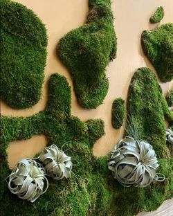 New Mosser Lee Sheet Moss plant flower wall planter decor pot