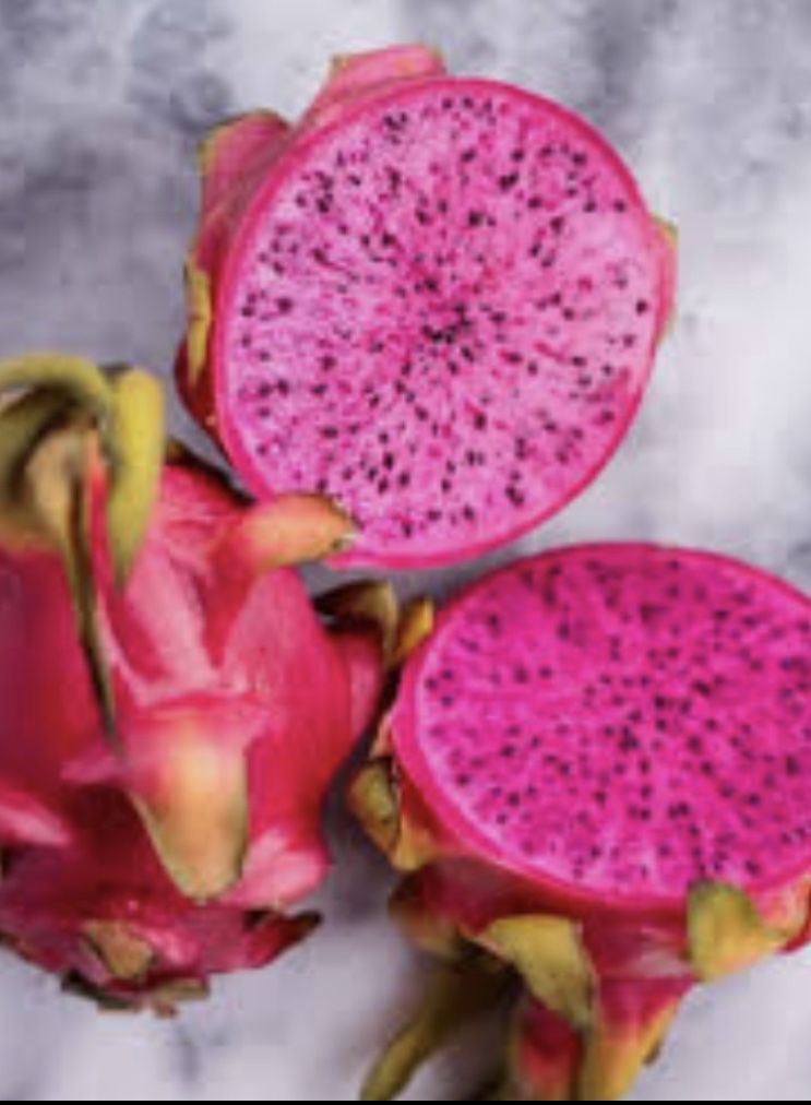 Organic Potted & Rooted Hybrid Dragonfruit