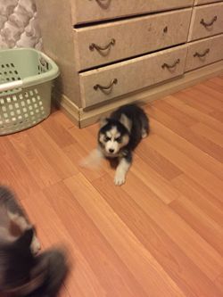 Cachorros de 7 semanas