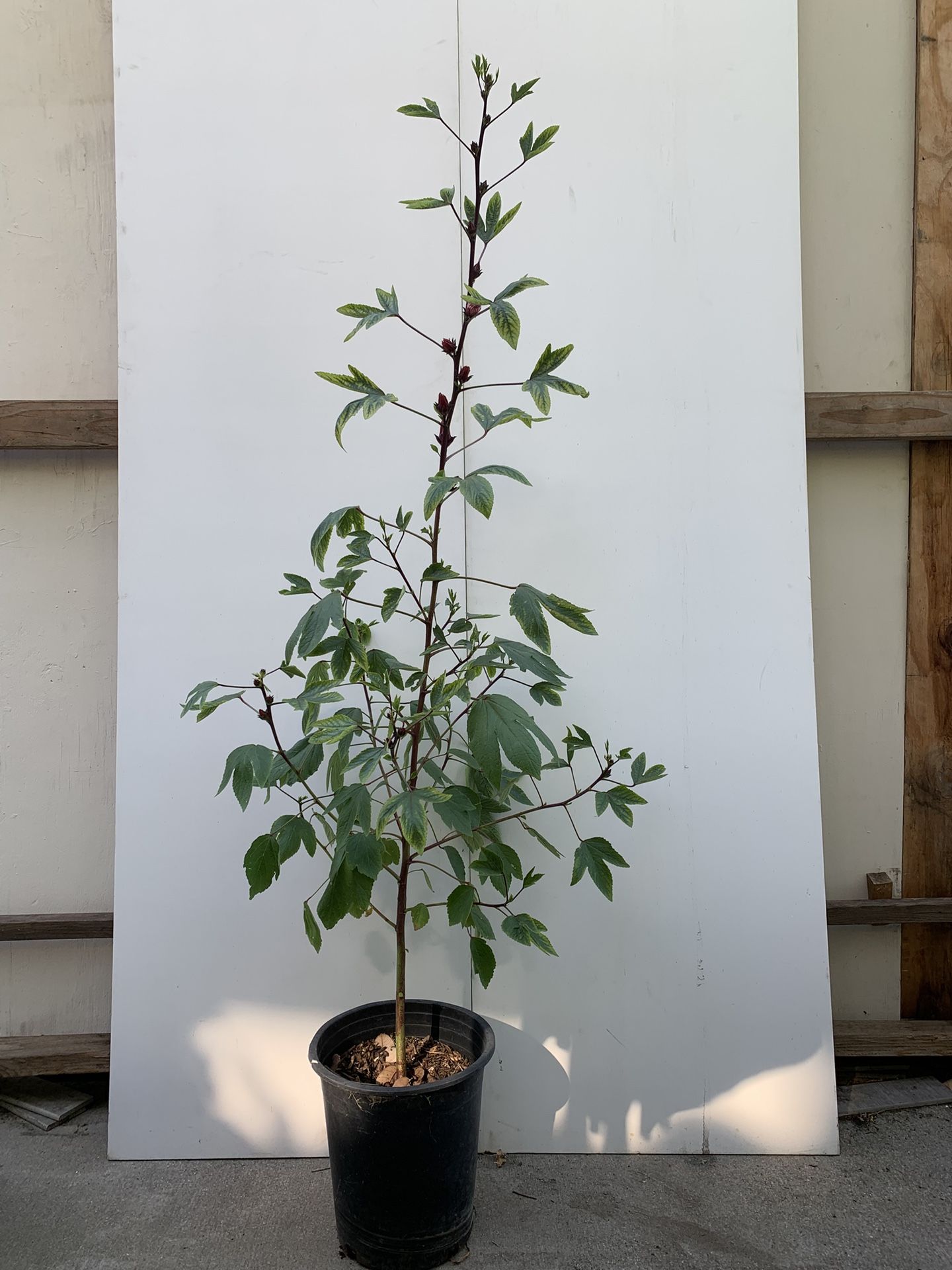 Roselle Hibiscus Live Plant (洛神花樹)