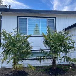 Chinese Palm Trees