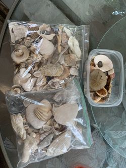 Sea Shells