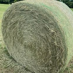 BERMUDA HORSE HAY 