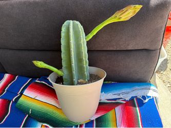 Flowering Peruvian, cactus