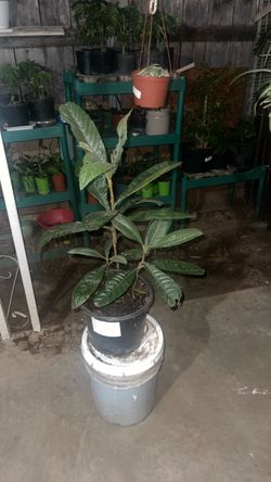 Planta mispero Loquat plant