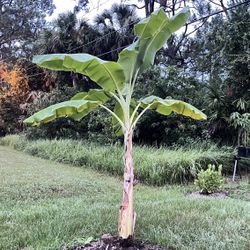 Banana Plant About 10 Ft 