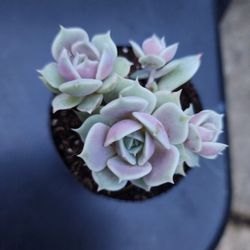 PLANT SALE SATURDAY NOON TIL 4PM SAN LORENZO  SKYLINE SUCCULENTS  SEE U SATURDAY 