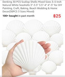 Scallops shell