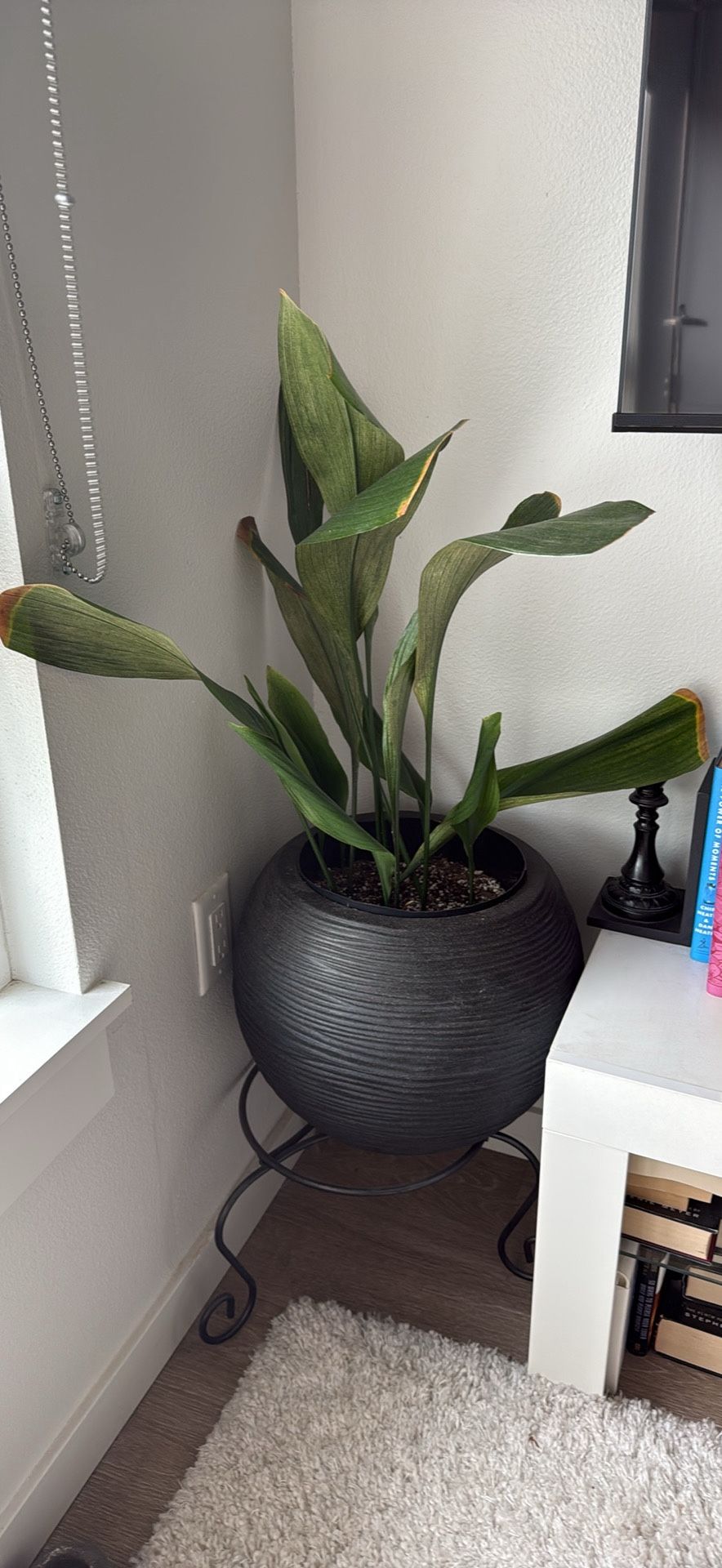 Plant, Pot And Stands