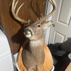 Deer Head 
