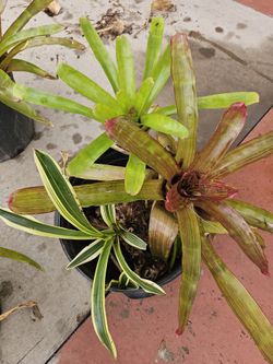 Bromeliads.  Mixed 