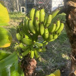 Green Bananas