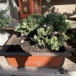Bonsai Juniper Ceramic Pot 