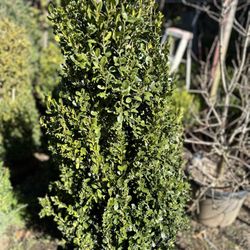 Boxwood Green pilar 