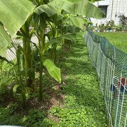 Banana Plants 