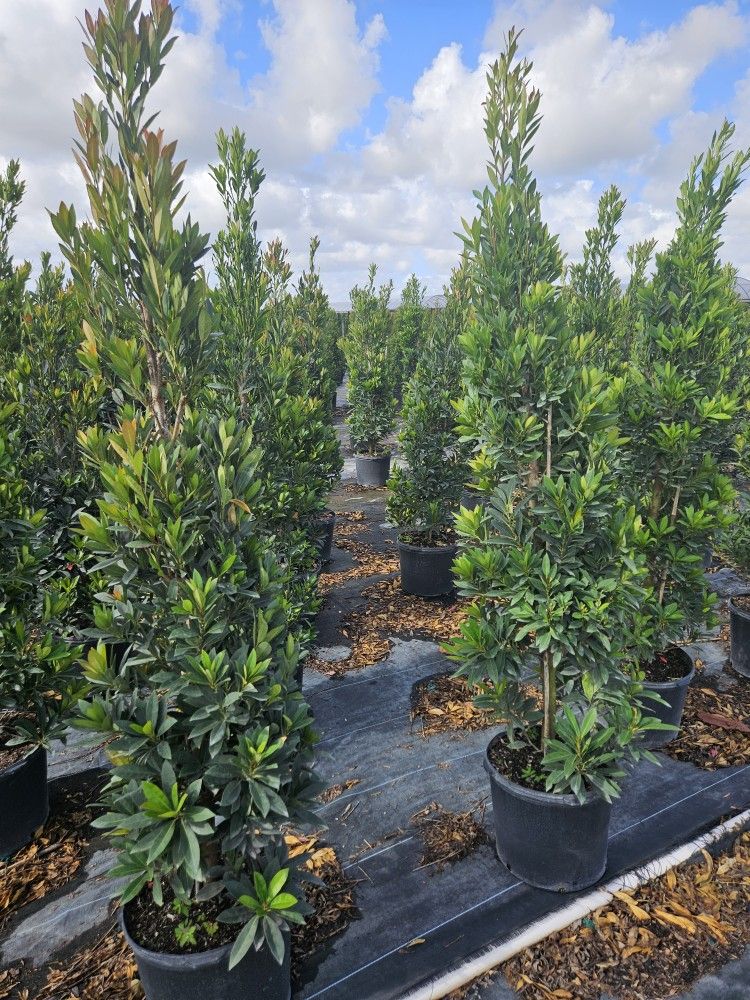 Japanese Blueberry ove 6 feet tall Instant decoration