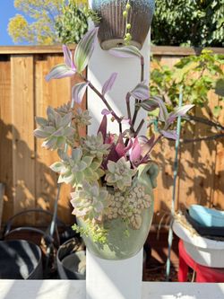 Mixed Succulents In Pot 