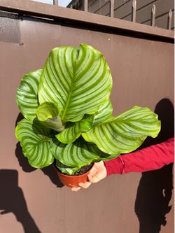 6” Calathea Orbifolia