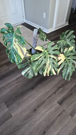 Variegated Monstera Deliciosa Live Plant Move Out Sale