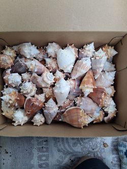 NICE  SEASHELL COLLECTION