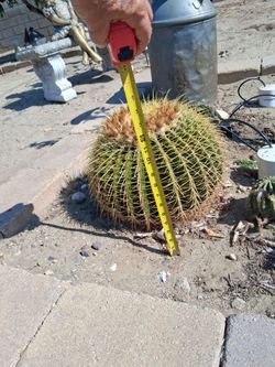 Big barrel cactus flowering
