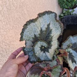 RARE. Begonia ESCARGOT Plant $38