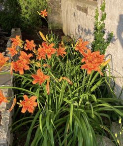 Edible Outdoor Flowers - DAY LILLIES or known to most locals as WILD TIGER LILLIES -