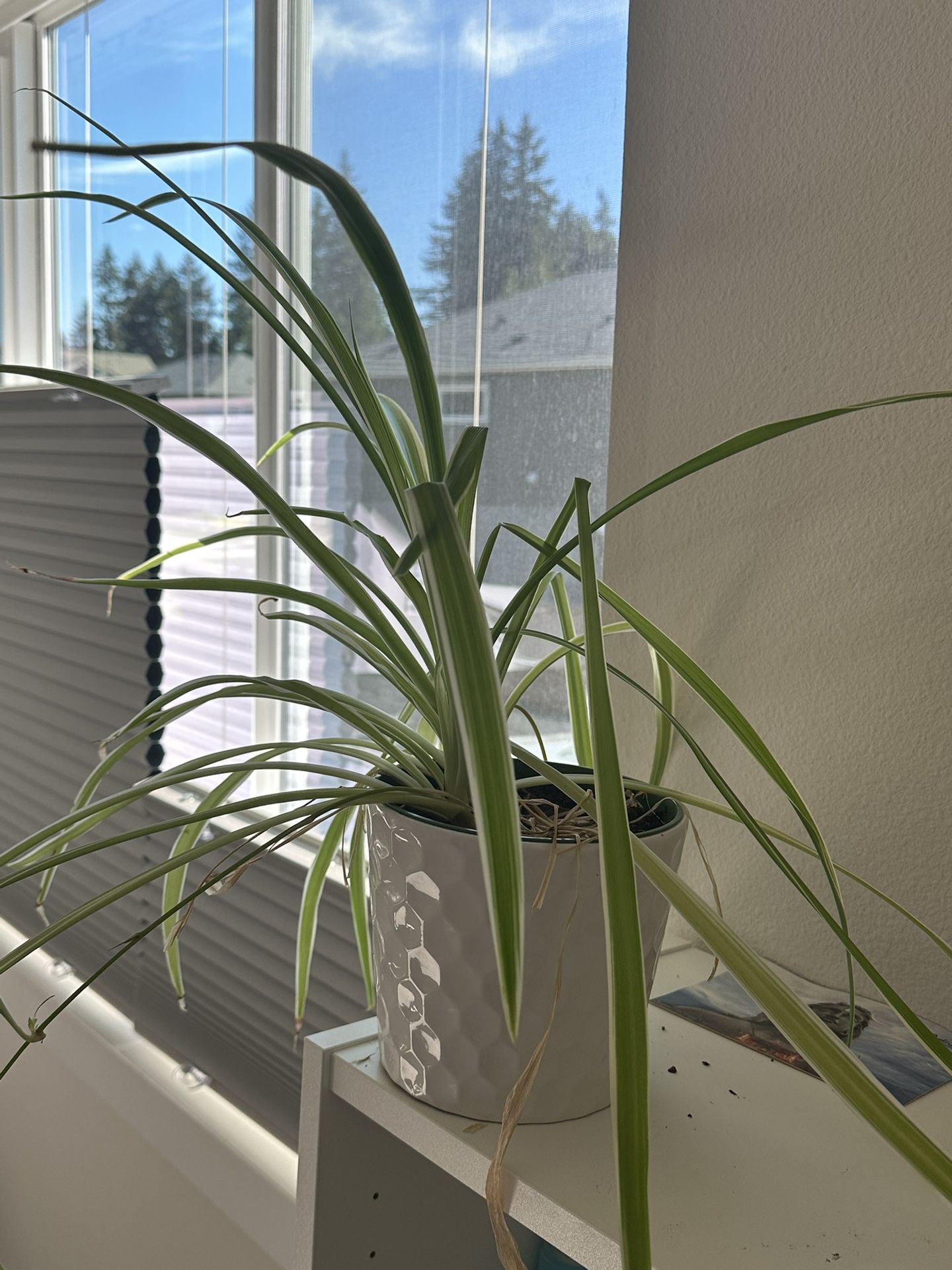Spider Plant In Decor Pot