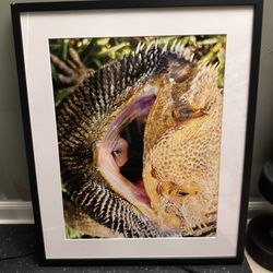 Beared Dragon Photo 