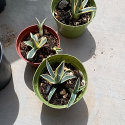 Agave Plants