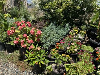 Plants For Sale / Plantas En Venta 