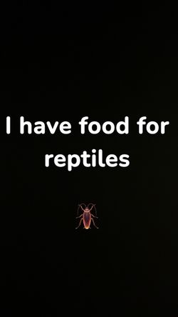 Reptile food