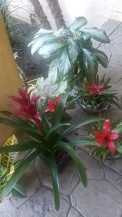 Beautiful plants