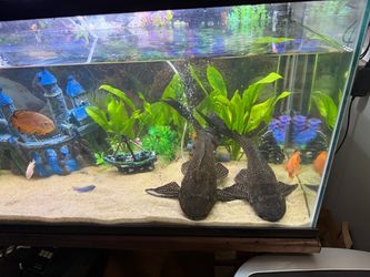 Plants