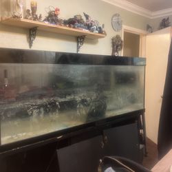 300 gallon Fish Tank