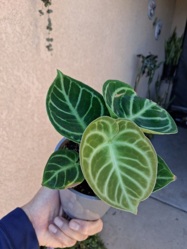 RARE. Anthurium Dorayaki Plant $35