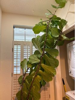 Fiddle Leaf Fig with Pot