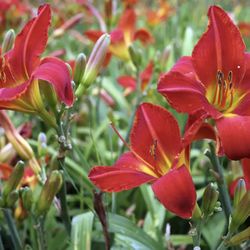 🌸Perennial Red Daylilies