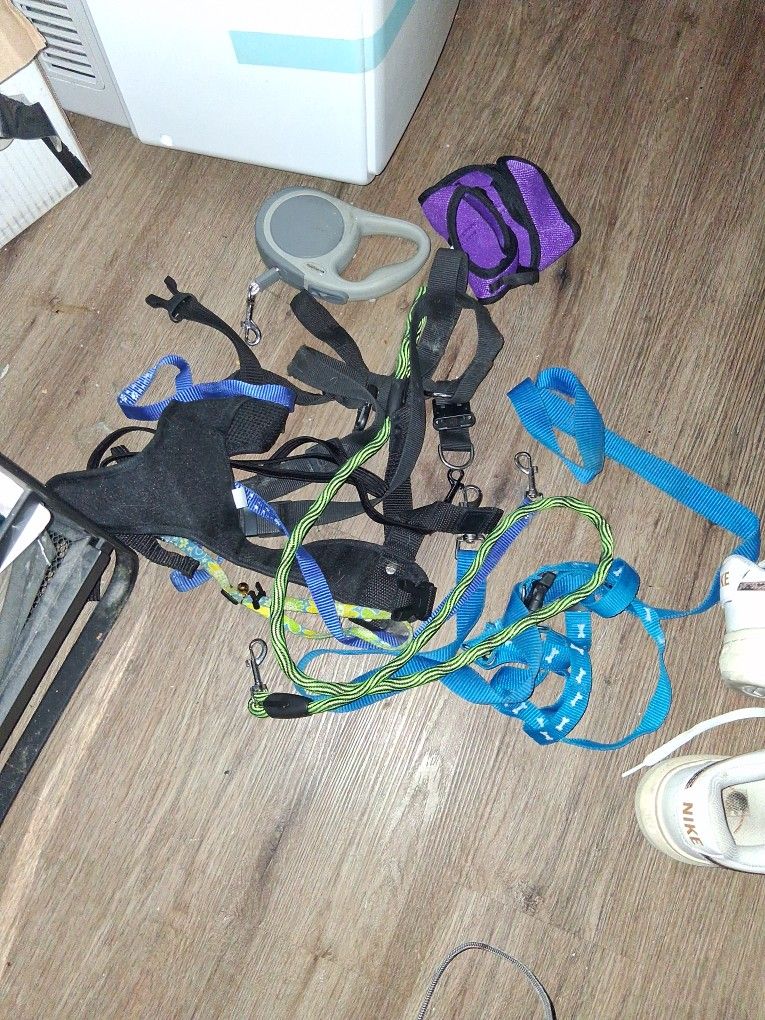 Dog Leashes And Small Harness