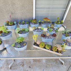 Succulents 